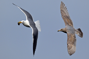 Glaucous-winged Gull